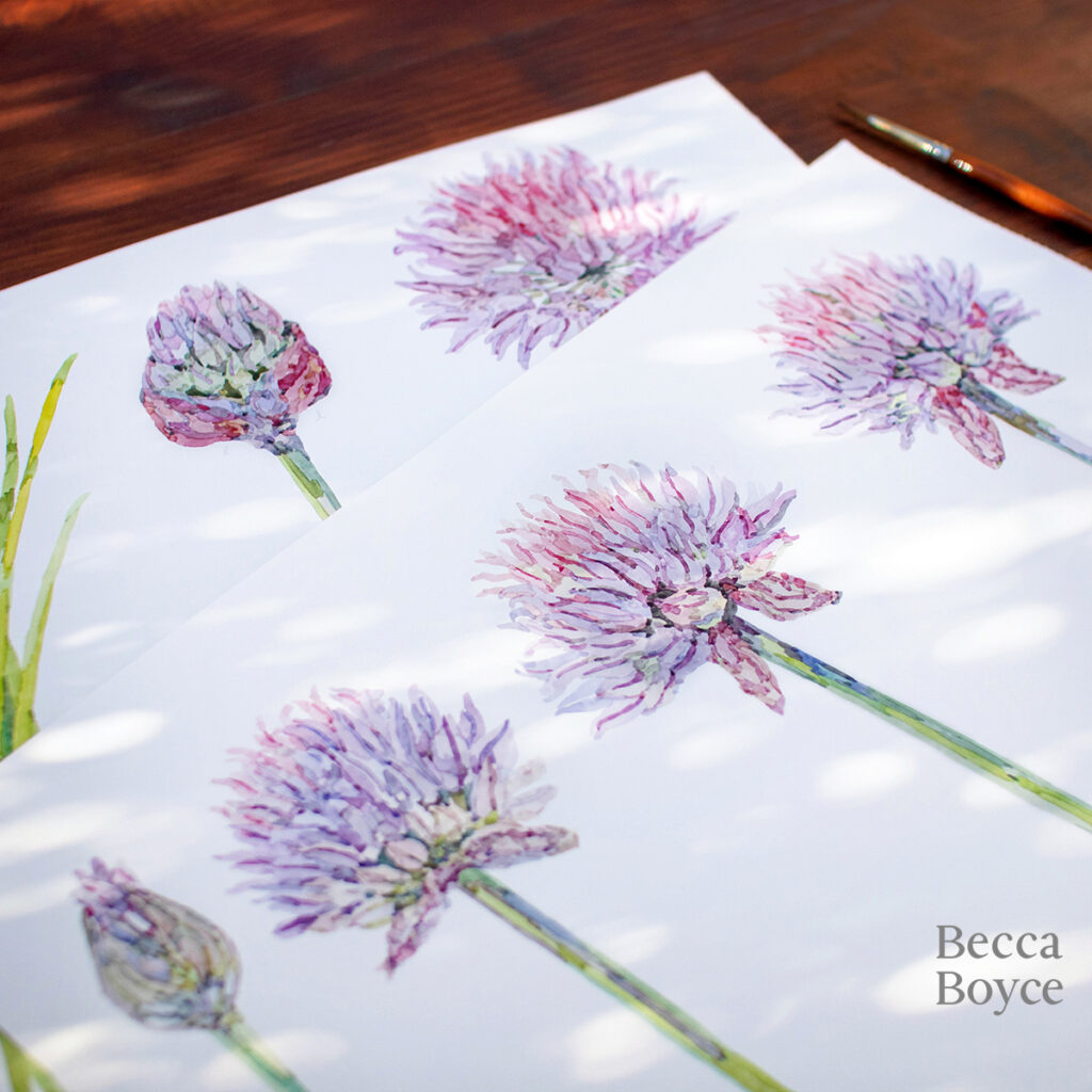 watercolour painting of chive herb flowers