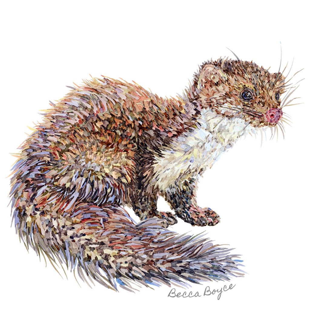 A watercolour illustration of a beech marten by Becca Boyce