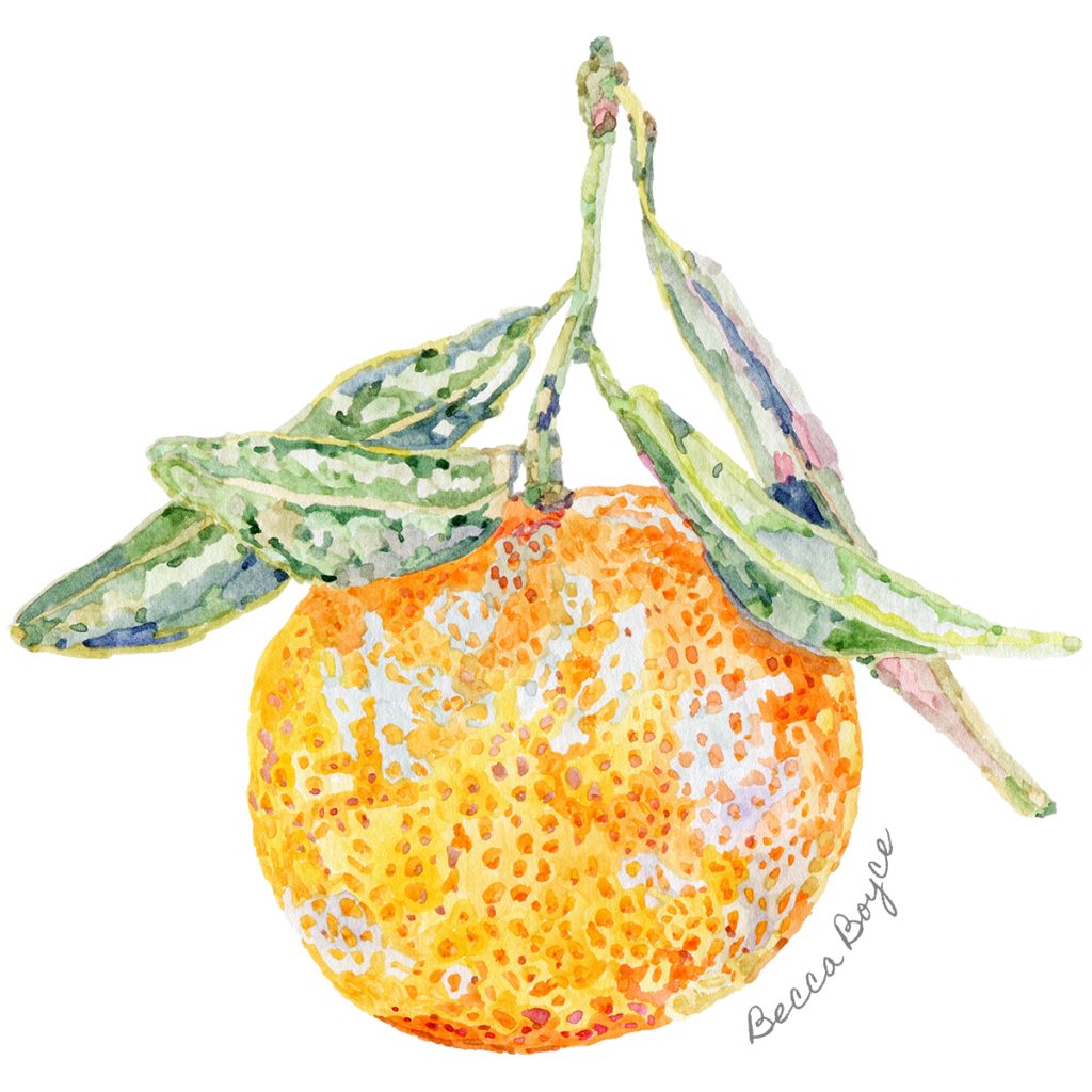 A watercolour illustration of an orange clementine by Becca Boyce