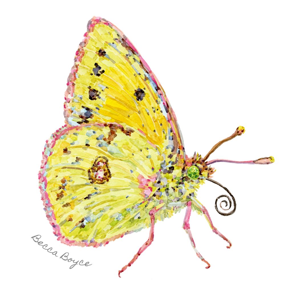 A watercolour illustration of a clouded yellow butterfly by Becca Boyce