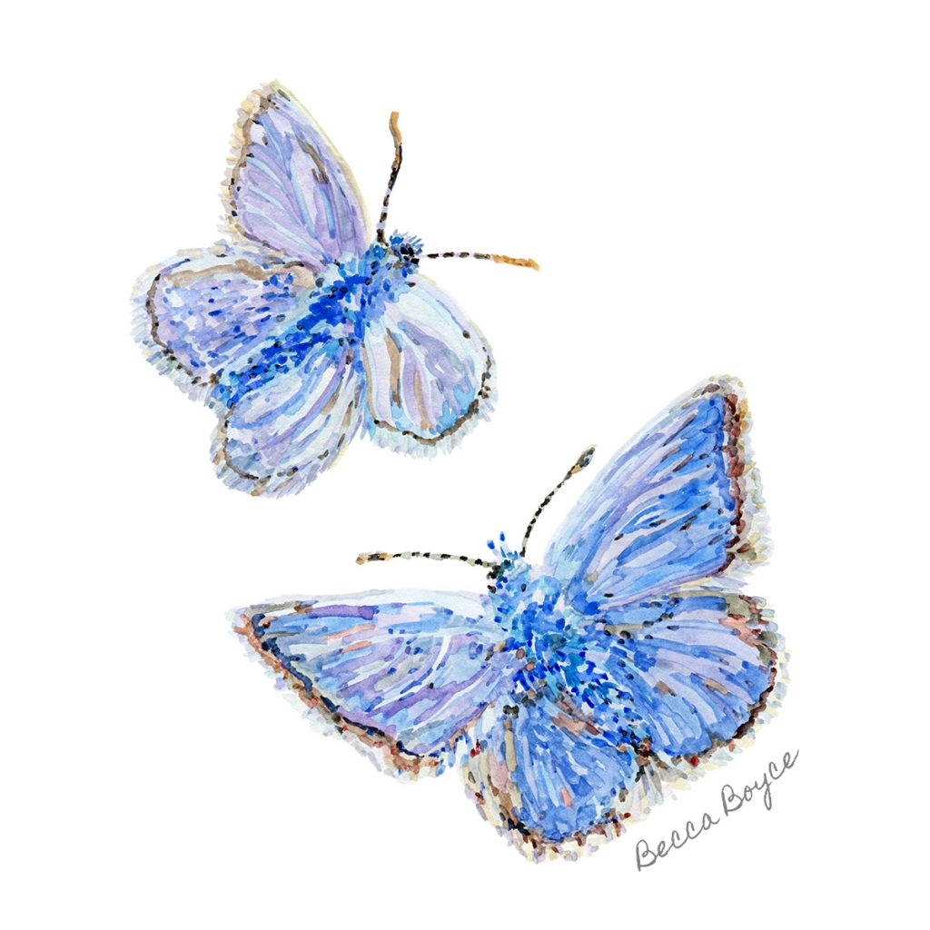 A watercolour illustration of two common blue butterflies by Becca Boyce