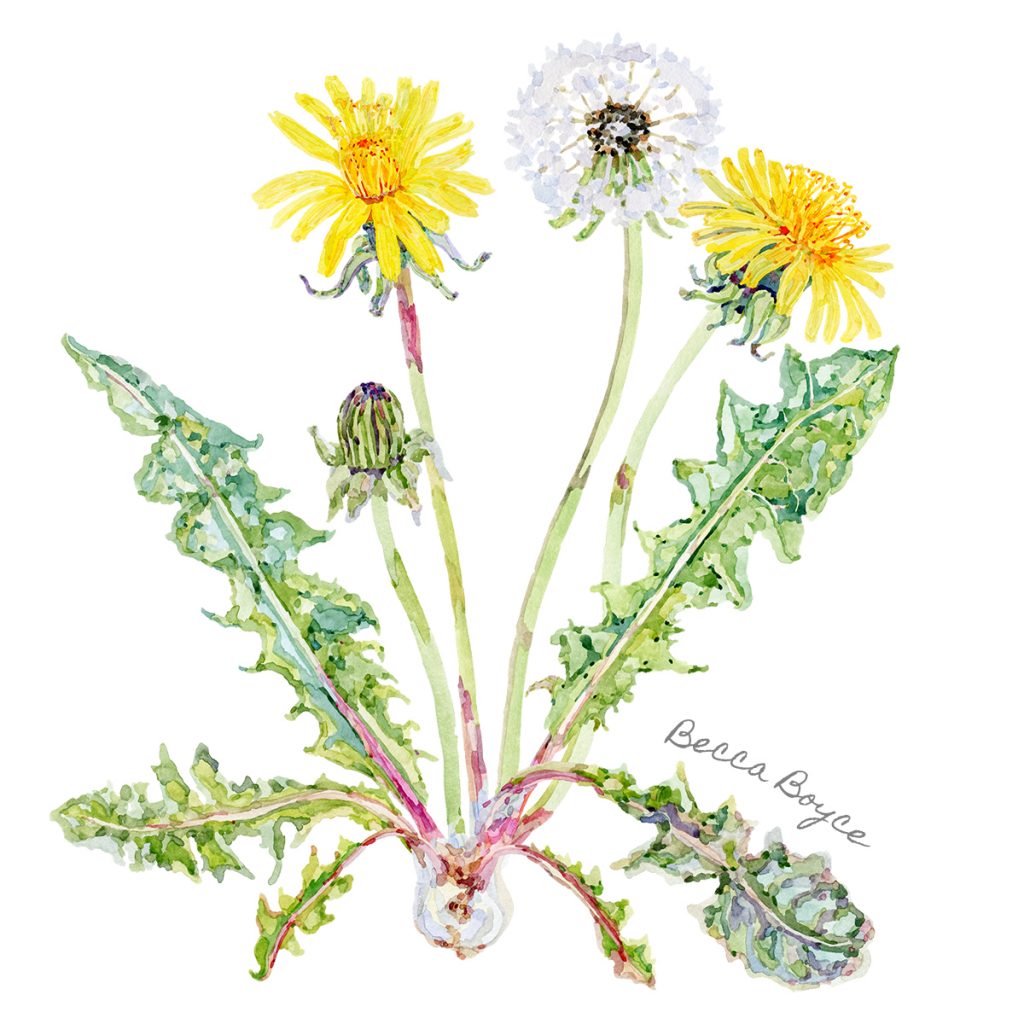 A watercolour illustration of a dandelion plant with flower and seedhead by Becca Boyce