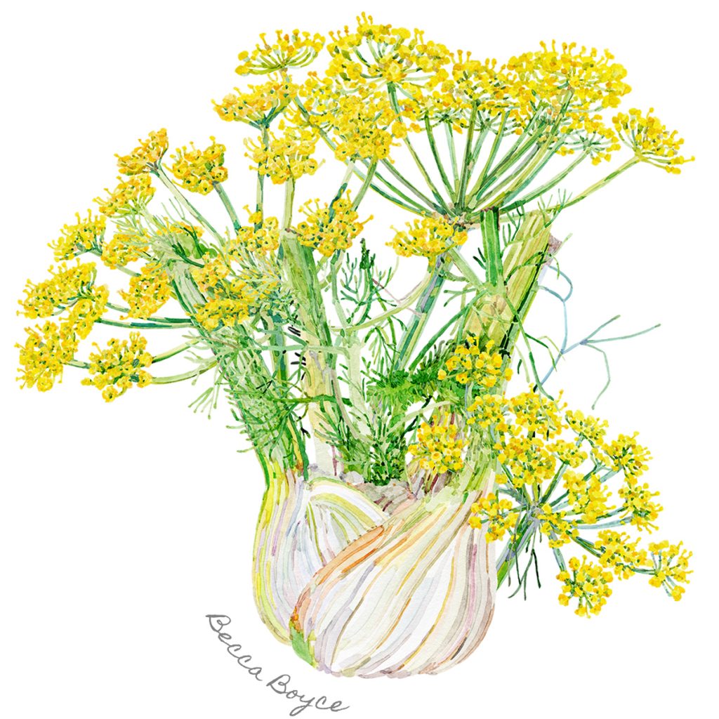 A watercolour illustration of yellow fennel flowers and fennel vegetable by Becca Boyce