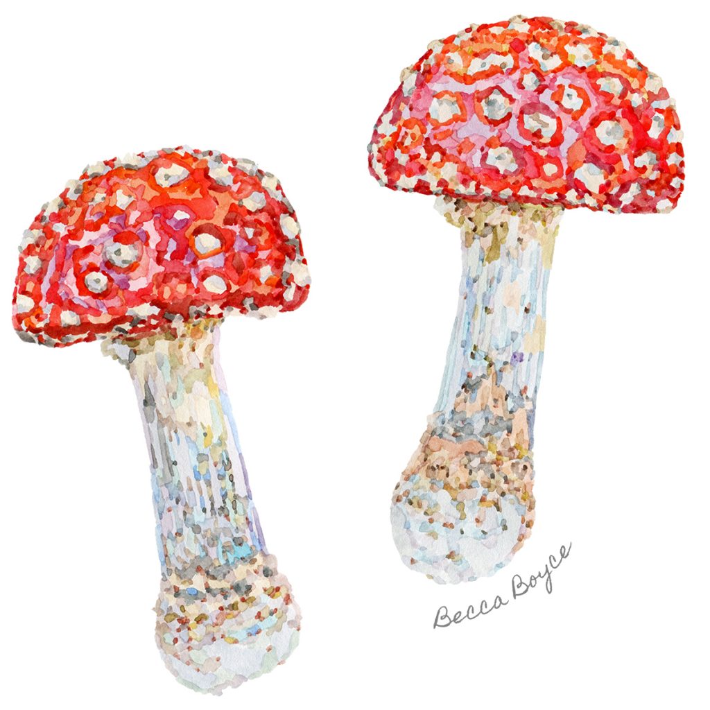A watercolour illustration of two red and white spotted Fly Agaric toadstool mushrooms by Becca Boyce