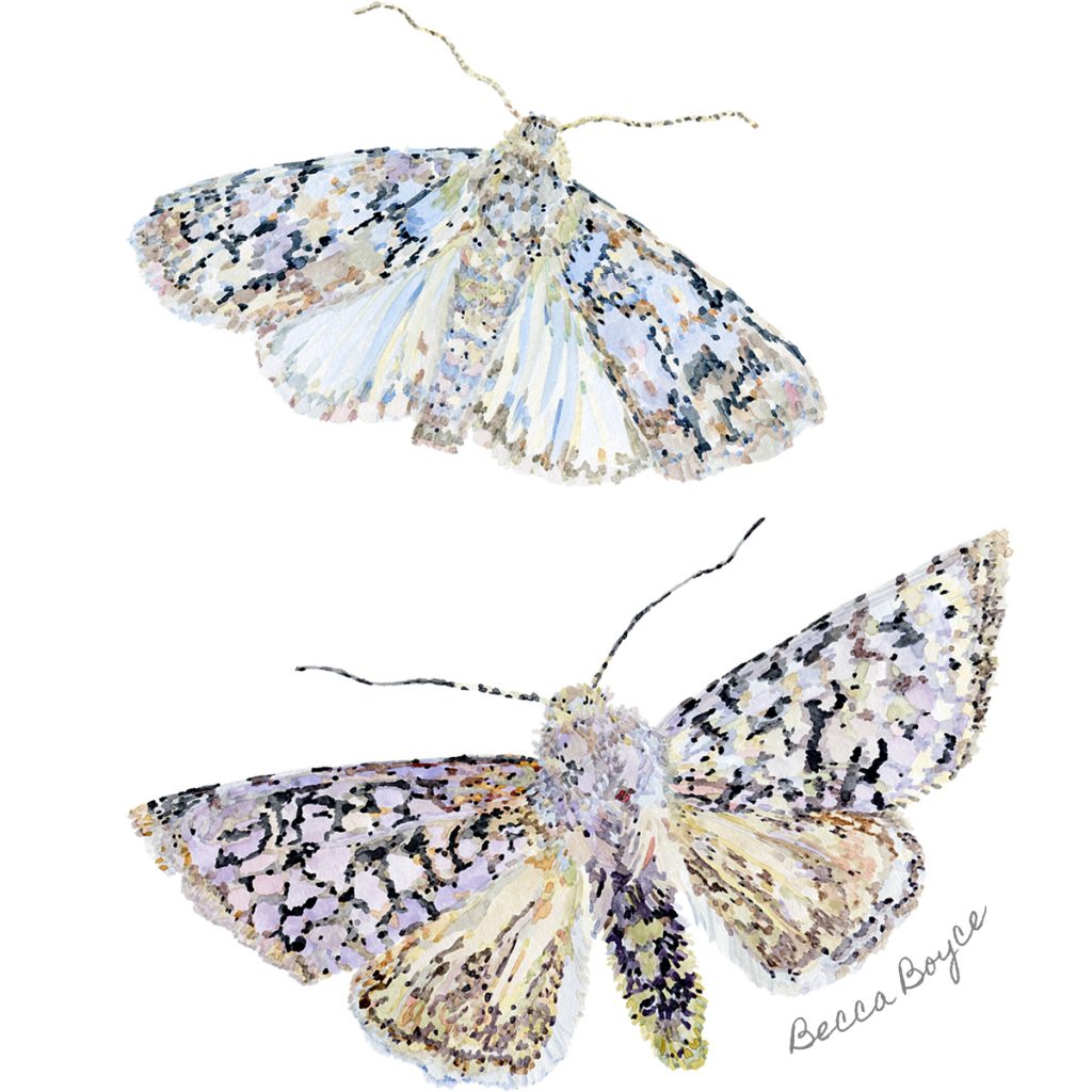 A watercolour illustration of two grey chi moths by Becca Boyce