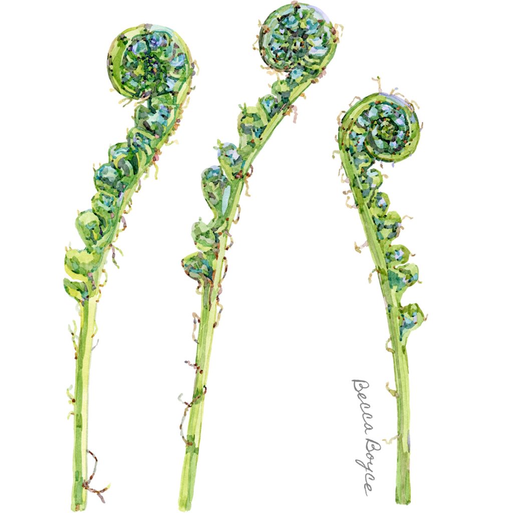 A watercolour illustration of three green lady fern fiddleheads by Becca Boyce