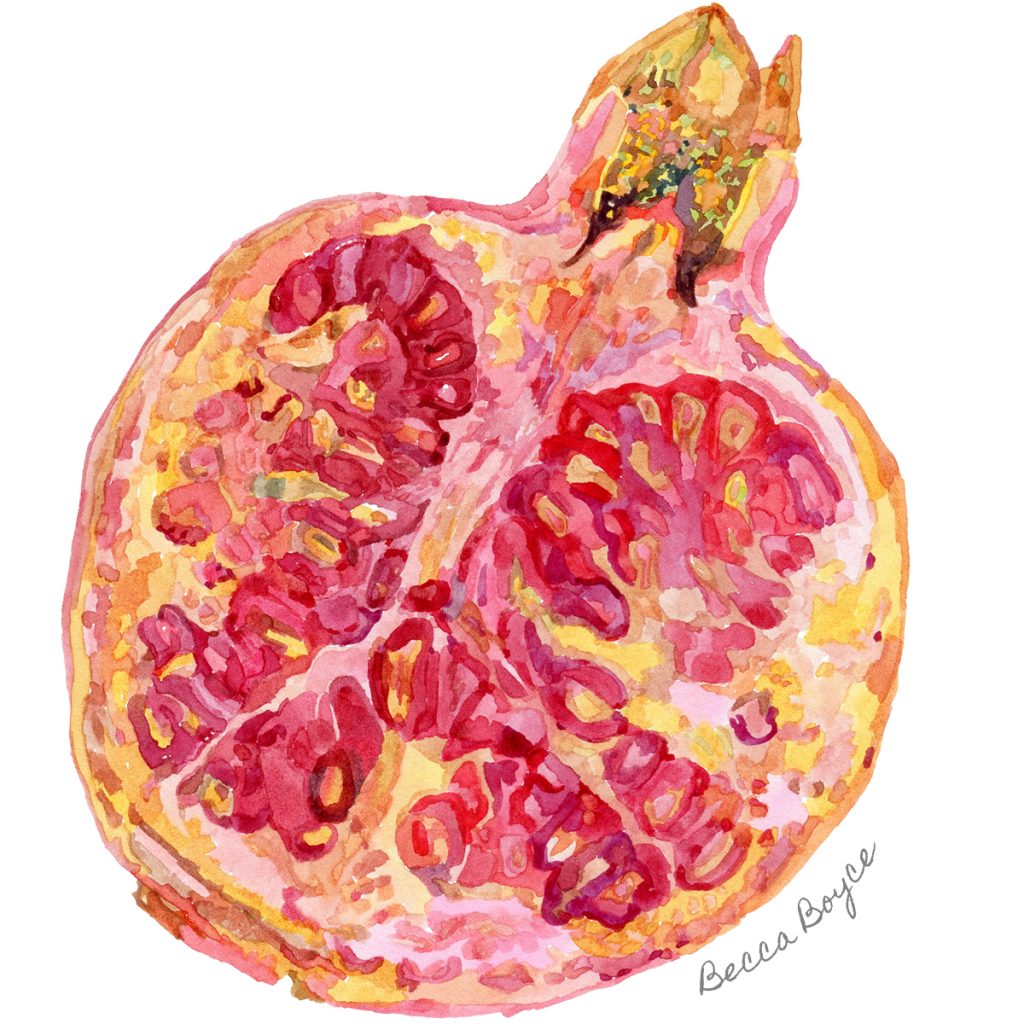A watercolour illustration of a pomegranate fruit half by Becca Boyce