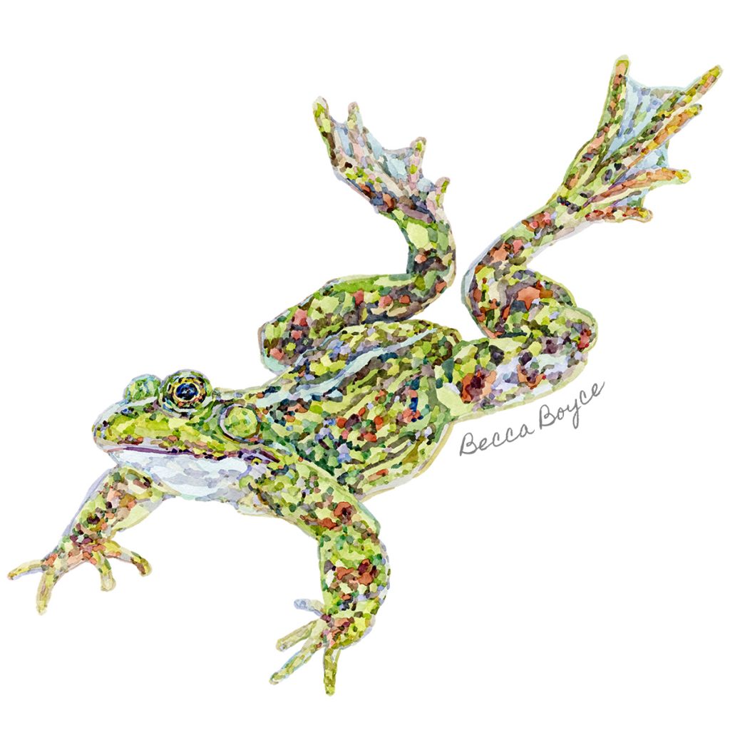 A watercolour illustration of a pool frog jumping by Becca Boyce