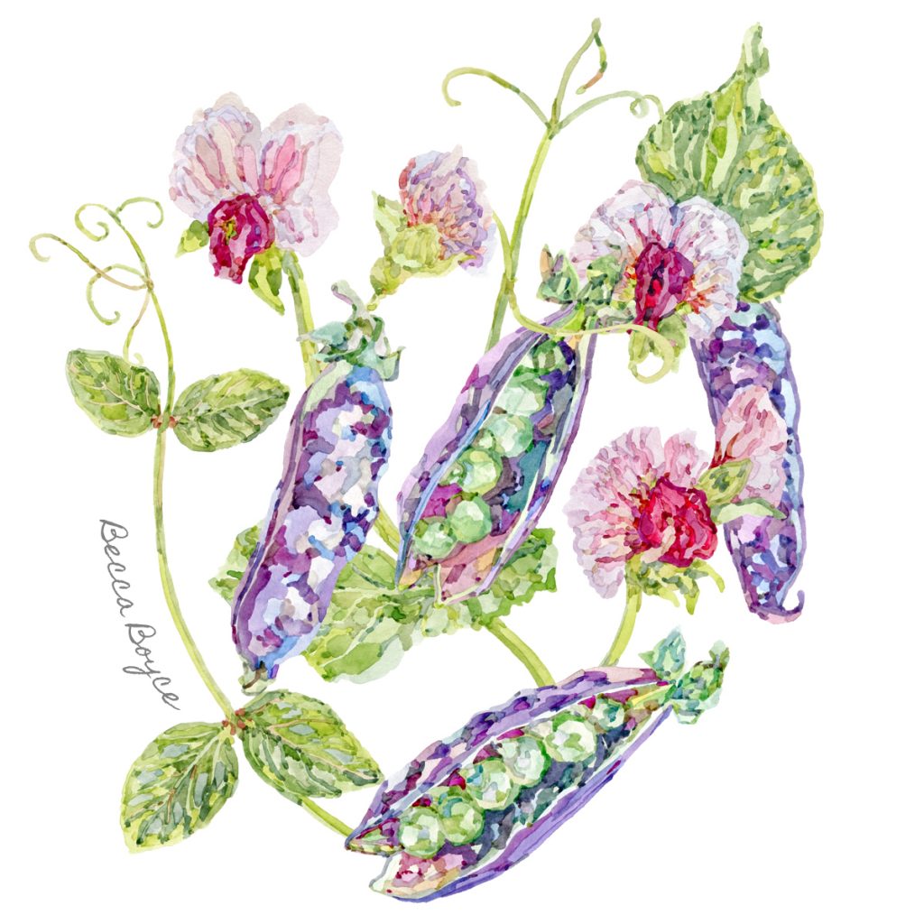 A watercolour illustration of pink flowering purple podded peas by Becca Boyce
