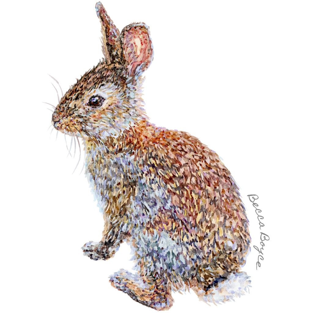 A watercolour illustration of a young wild rabbit by Becca Boyce