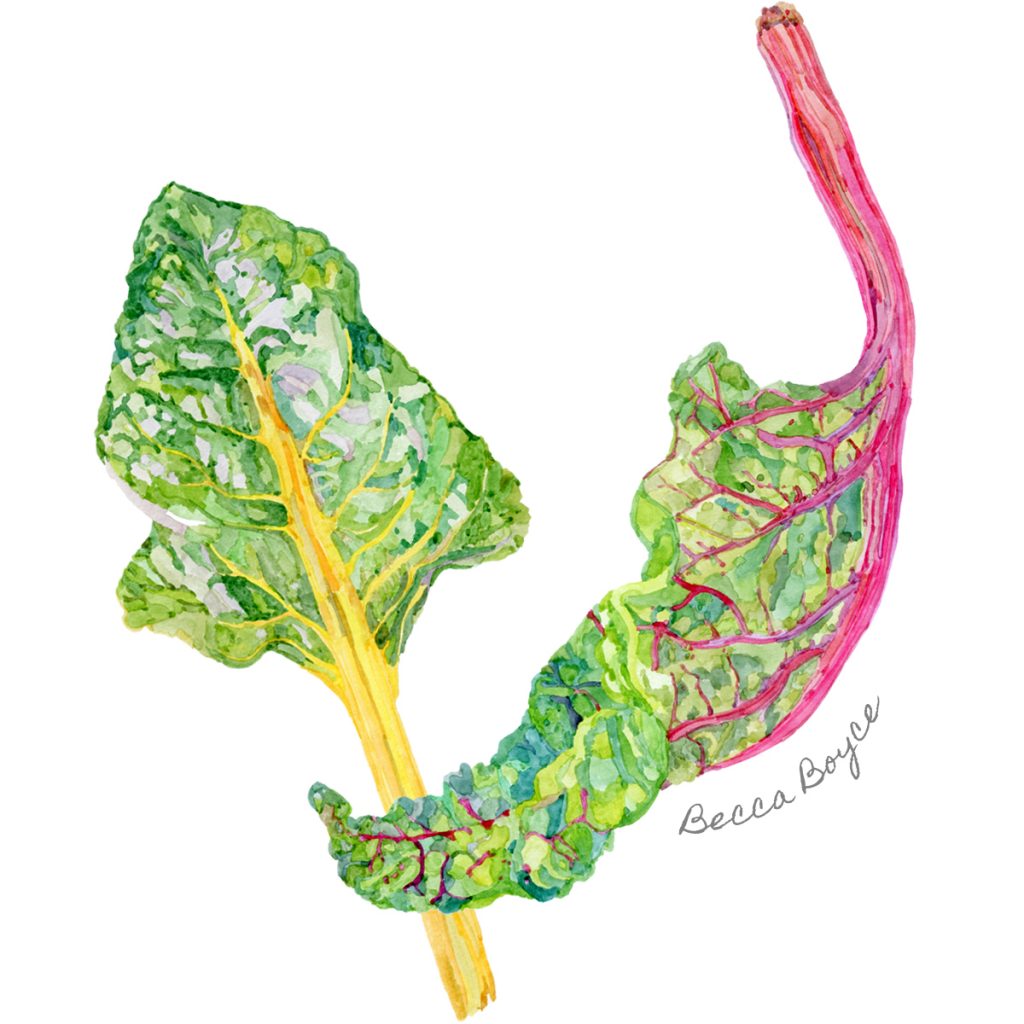 A watercolour illustration of pink and yellow swiss chard vegetable leaves by Becca Boyce