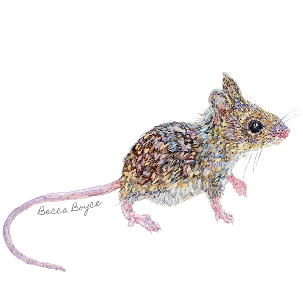 A watercolour illustration of a brown wood mouse by Becca Boyce
